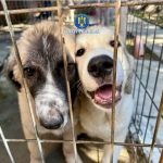 Bărbat, de 45 de ani, din comuna Cornești reținut pentru schingiuirea și rănirea cu intenție a animalelor. 12 557634575 1214006154102505 2598873120061334863 n
