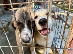 Bărbat, de 45 de ani, din comuna Cornești reținut pentru schingiuirea și rănirea cu intenție a animalelor. 3 557634575 1214006154102505 2598873120061334863 n
