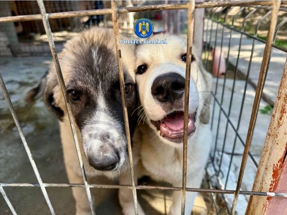 Bărbat, de 45 de ani, din comuna Cornești reținut pentru schingiuirea și rănirea cu intenție a animalelor. 1 557634575 1214006154102505 2598873120061334863 n